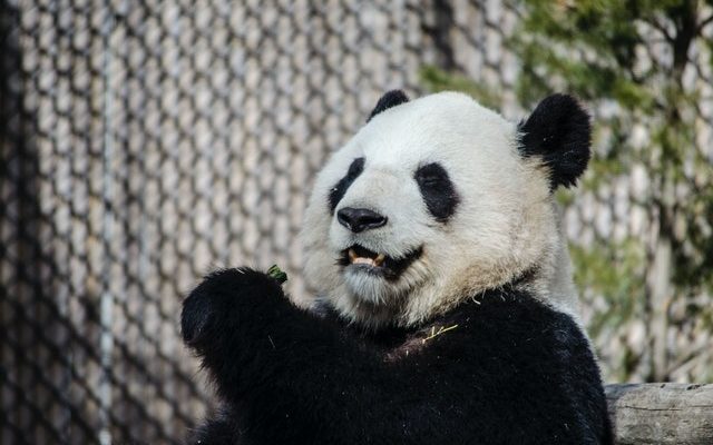 Pourquoi les enfants aiment autant les peluches de panda ?