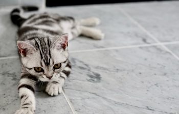 Comment faire perdre du poids à un chat ?