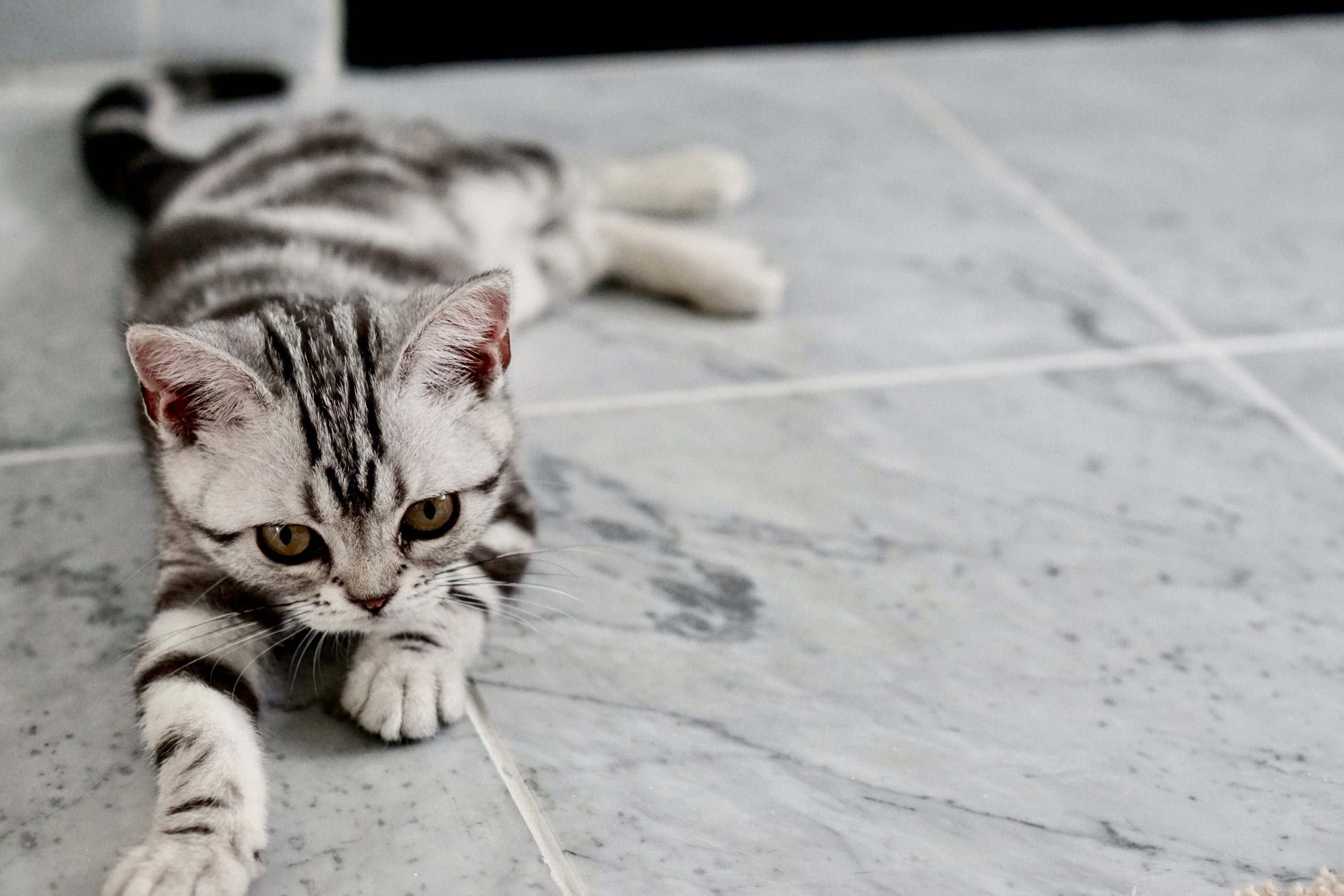 Comment faire perdre du poids à un chat ? - Yess2010