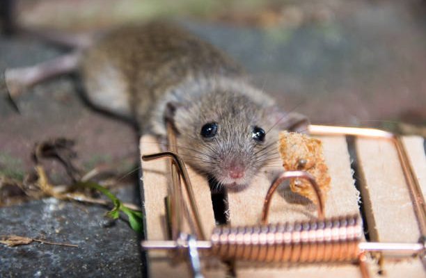 Comment attirer les rats dans un piège ?
