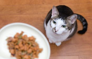 Peut-on donner des croquettes sans céréales à un chat ?