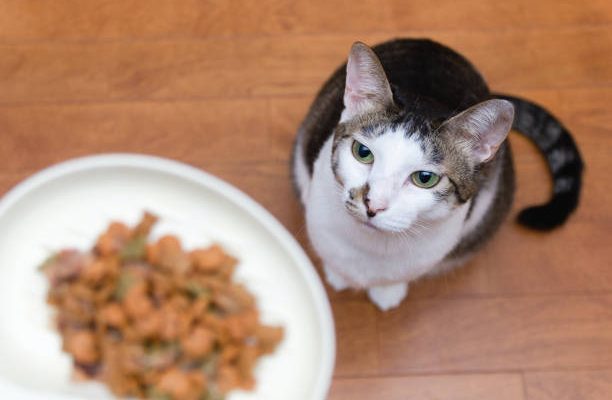 Peut-on donner des croquettes sans céréales à un chat ?