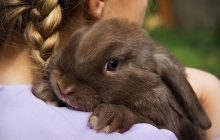Le lapin-nain est-il sociable et avoir plusieurs lapins-nains est-il possible ?