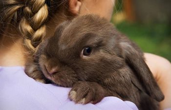 Le lapin-nain est-il sociable et avoir plusieurs lapins-nains est-il possible ?