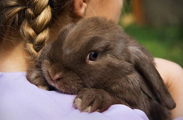Le lapin-nain est-il sociable et avoir plusieurs lapins-nains est-il possible ?